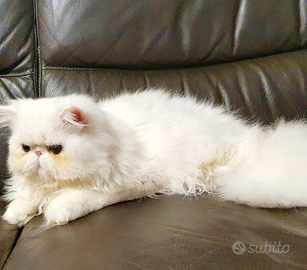 Gatto persiano ipertipico maschio