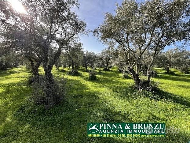 Oristano ULIVETO 1.000 pian PREZZO RIBASSATO - Vista 5