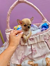 Chihuahua