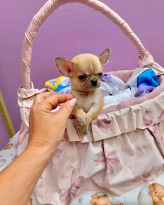 Chihuahua