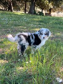 Pastore australiano cuccioli