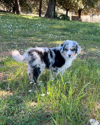 Pastore australiano cuccioli