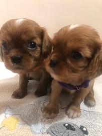 Cavalier King