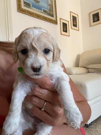 Maltipoo