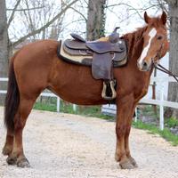 Cavalla QH x TPR