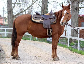 Cavalla QH x TPR