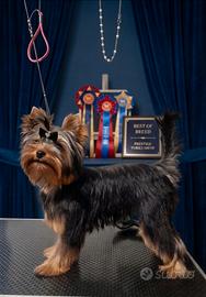 Disponibile per Monta Yorkshire Terrier Maschio