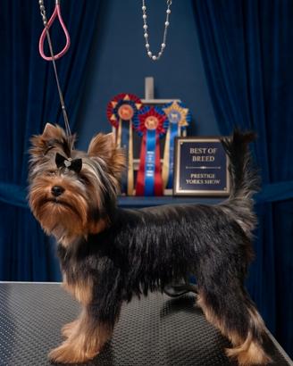 Disponibile per Monta Yorkshire Terrier Maschio