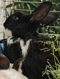 Coniglio nano femmina