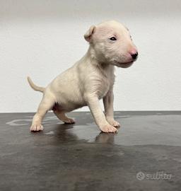 Bull terrier miniature
