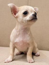 Cucciola di Chihuahua Mini Toy Mosca Messacano