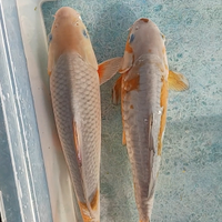 Carpe koi - ochiba - 25 cm