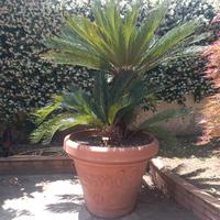 Cycas