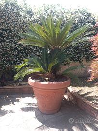 Cycas