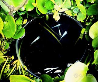 Pesci del Riso Medaka Miyuki Super Hikari