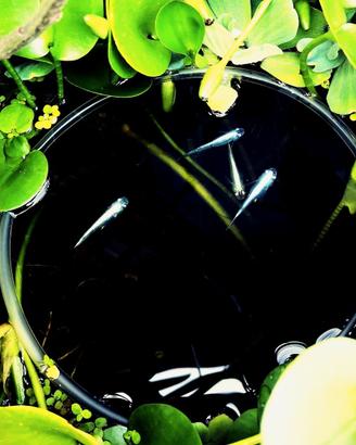 Pesci del Riso Medaka Miyuki Super Hikari