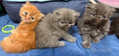 Dolcissimi gattini persiani, testati