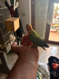 Pappagalli inseparabili roseicollis