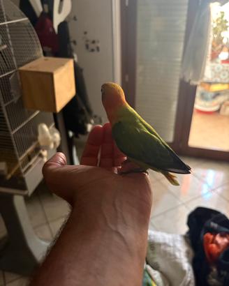 Pappagalli inseparabili roseicollis