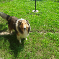 Pastore scozzese per monta