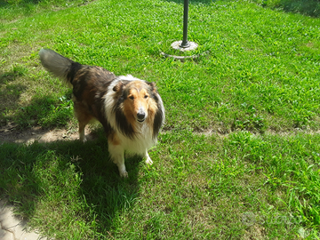 Pastore scozzese per monta