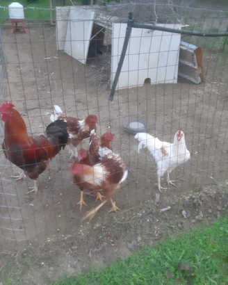 Gallo polli paesani