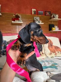 Cuccioli bassotto tedesco pelo corto pedigree ENCI