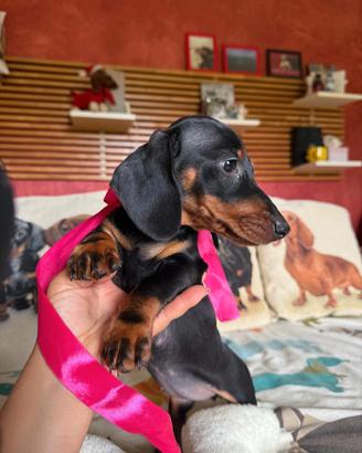 Cuccioli bassotto tedesco pelo corto pedigree ENCI