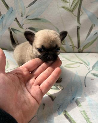 Cuccioli di chihuahua Toy