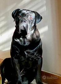 Cani corso con pedegree