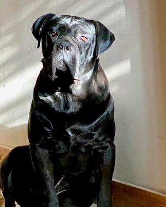 Cani corso con pedegree