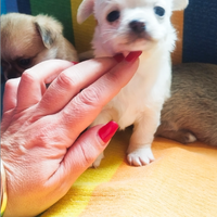 Chihuahua pedigree