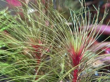 Piante acquatiche rare dalle mie vasche  I/X