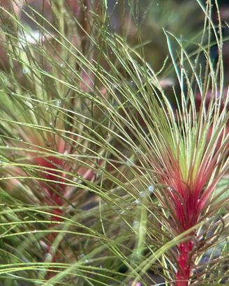 Piante acquatiche rare dalle mie vasche  I/X