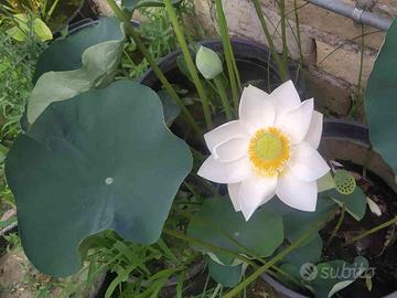 Fiore di loto bianco (zanfardino)