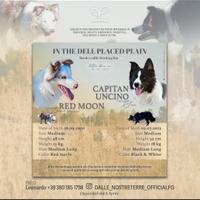 Cuccioli di border collie