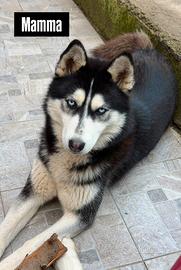 Cuccioli Husky