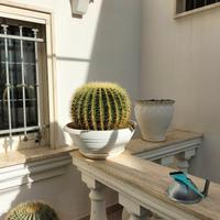 cuscini della suocera