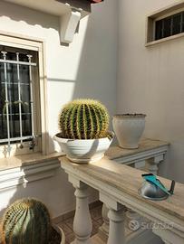 cuscini della suocera