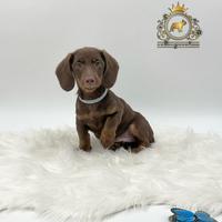 Strepitoso Bassottino Choco and tan