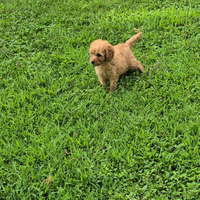 Barboncino small maschi e femmine