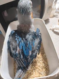 Uccelli