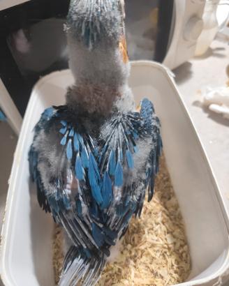 Uccelli
