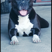 American bully blue amstaff femmina monta