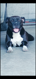 American bully blue amstaff femmina monta