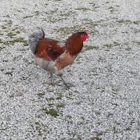 Galli razza wyandotte