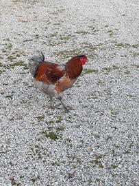 Galli razza wyandotte