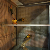 Pappagalli coppie di conuri del sole