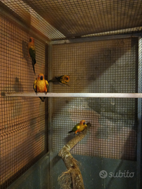 Pappagalli coppie di conuri del sole