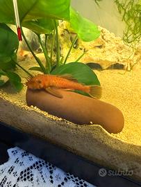 Ancistrus red